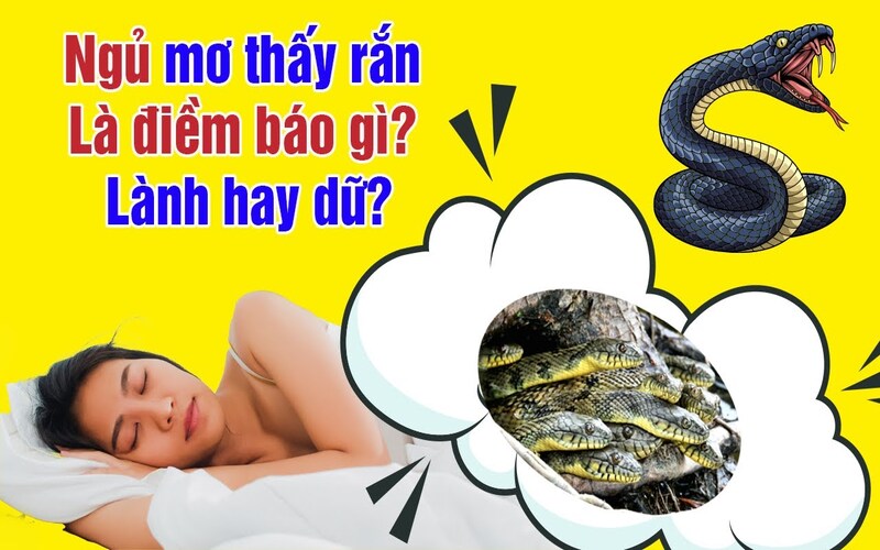 Giấc Mơ Thấy Rắn - Điềm Báo Tốt Hay Rủi Ro Trong Cuộc Sống?