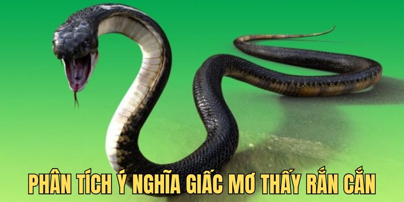 Giấc mơ thấy rắn cắn - Giải thích ý nghĩa từng chi tiết 