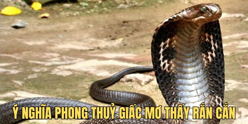 Giấc mơ thấy rắn cắn - Giải thích ý nghĩa từng chi tiết 